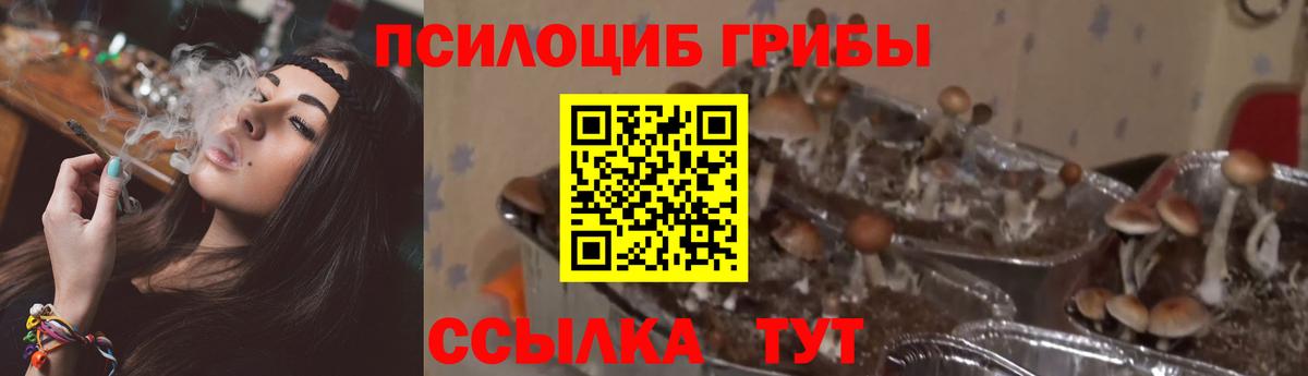 Псилоцибиновые грибы мицелий  Галлюциногенные грибы Psilocybe  Железноводск  Вход с VPN 